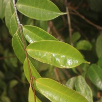 Cleghornia acuminata Wight